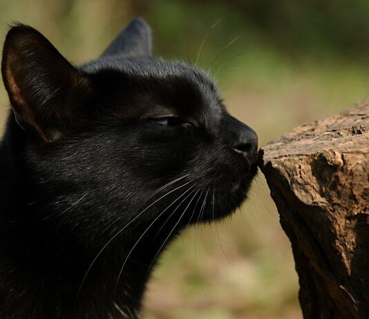 Perché i gatti annusano