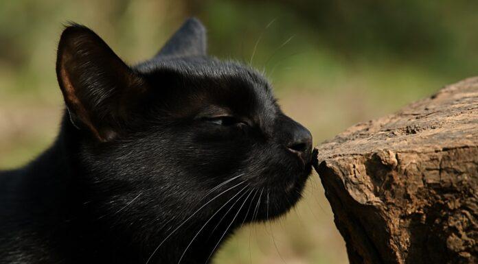 Perché i gatti annusano? Il ruolo del vomeronasale Perché i gatti annusano