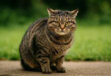 Perché i gatti tremano? 10 cause possibili Perché i gatti tremano