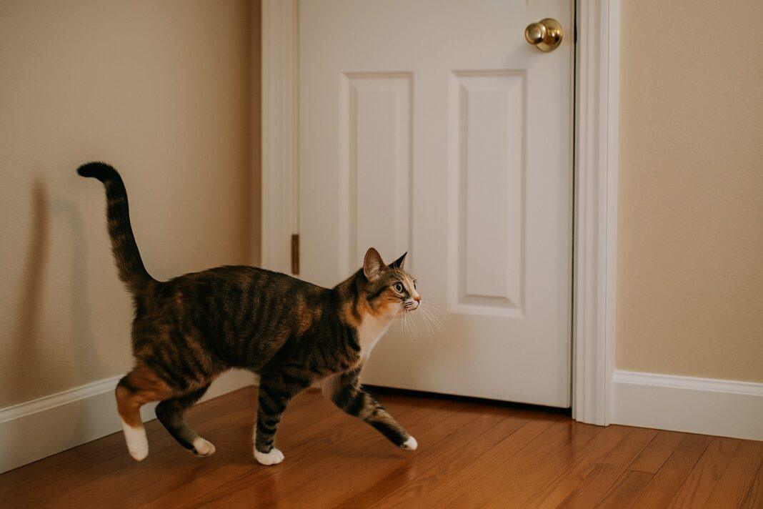 Perché il gatto corre verso la porta prima che tu apra Perché il gatto corre verso la porta prima che tu apra