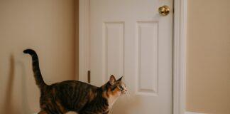 Perché il gatto corre verso la porta prima che tu apra