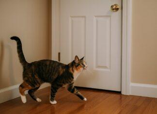 Perché il gatto corre verso la porta prima che tu apra Perché il gatto corre verso la porta prima che tu apra