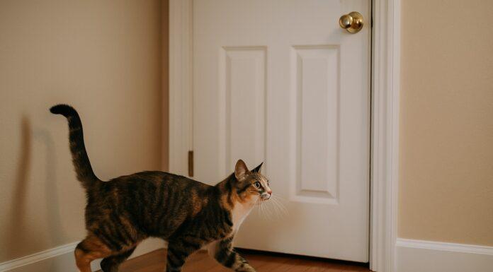 Perché il gatto corre verso la porta prima che tu apra Perché il gatto corre verso la porta prima che tu apra