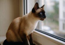 Perché il gatto fa i “suoni da preda” alla finestra Perché il gatto fa i “suoni da preda” alla finestra