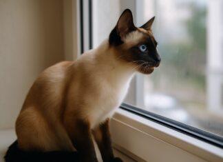 Perché il gatto fa i “suoni da preda” alla finestra Perché il gatto fa i “suoni da preda” alla finestra