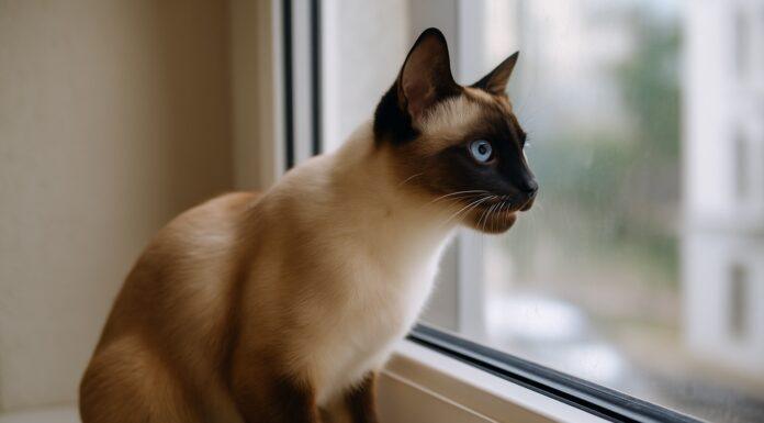 Perché il gatto fa i “suoni da preda” alla finestra Perché il gatto fa i “suoni da preda” alla finestra