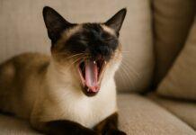 Perché il gatto ha l’alito cattivo (e cosa indica davvero) Perché il gatto ha l’alito cattivo