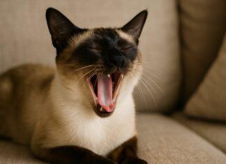 Perché il gatto ha l’alito cattivo (e cosa indica davvero) Perché il gatto ha l’alito cattivo