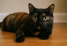 Perché il gatto ha le pupille sempre dilatate Perché il gatto ha le pupille sempre dilatate