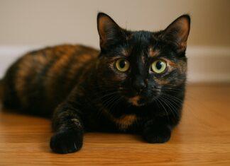 Perché il gatto ha le pupille sempre dilatate Perché il gatto ha le pupille sempre dilatate