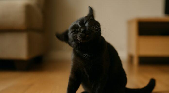 Perché il gatto scuote la testa di continuo Perché il gatto scuote la testa di continuo