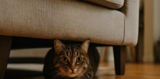 Perché il gatto si nasconde quando arrivano ospiti