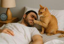 Perché il gatto ti sveglia sempre alla stessa ora Perché il gatto ti sveglia sempre alla stessa ora