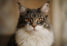 Sguardo del gatto: come leggere emozioni e intenzioni Sguardo del gatto: come leggere emozioni e intenzioni