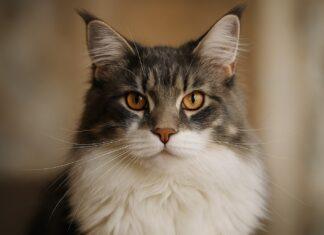 Sguardo del gatto: come leggere emozioni e intenzioni Sguardo del gatto: come leggere emozioni e intenzioni