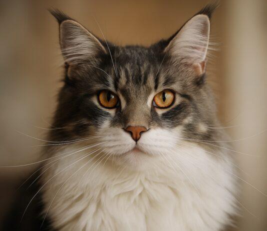 Sguardo del gatto: come leggere emozioni e intenzioni