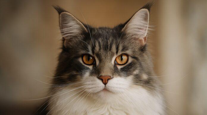 Sguardo del gatto: come leggere emozioni e intenzioni Sguardo del gatto: come leggere emozioni e intenzioni