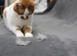 Trucchi per togliere i peli di gatto da divani e cuscini