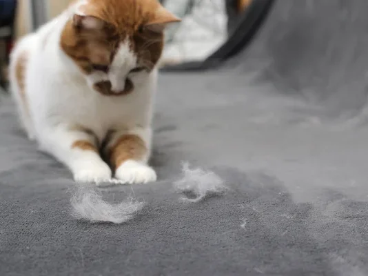 Trucchi per togliere i peli di gatto da divani e cuscini