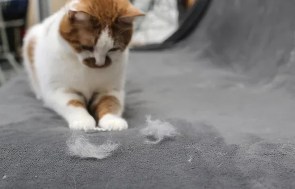 Trucchi per togliere i peli di gatto da divani e cuscini