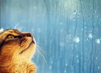 Comportamento dei gatti quando piove: come reagiscono e cosa fare