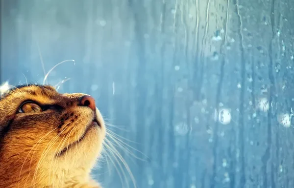 Comportamento dei gatti quando piove: come reagiscono e cosa fare
