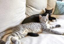 Come eliminare i cattivi odori di gatto senza prodotti chimici Come eiminare i cattivi odori di gatto senza prodotti chimici