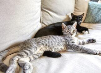 Come eliminare i cattivi odori di gatto senza prodotti chimici Come eiminare i cattivi odori di gatto senza prodotti chimici