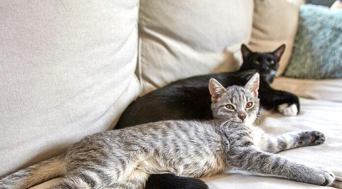 Come eliminare i cattivi odori di gatto senza prodotti chimici Come eiminare i cattivi odori di gatto senza prodotti chimici