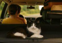 In vacanza con il gatto: come organizzarsi senza stress (per lui e per te) In vacanza con il gatto