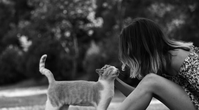 Parlare con il gatto: ci capisce davvero? Quante parole riconosce e come comunicare con lui