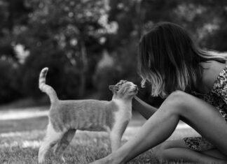 Parlare con il gatto: ci capisce davvero? Quante parole riconosce e come comunicare con lui