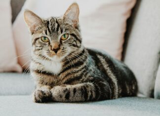 Come i gatti “sentono” il tempo: la sorprendente verità che pochi conoscono come-i-gatti-percepiscono-il-tempo