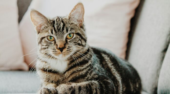 Come i gatti “sentono” il tempo: la sorprendente verità che pochi conoscono come-i-gatti-percepiscono-il-tempo