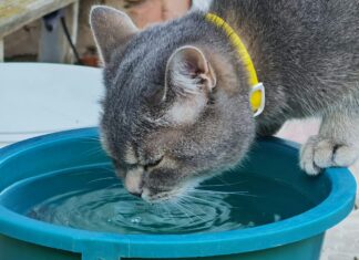 Perché il gatto preferisce bere dalle pozzanghere (e non dalla sua ciotola)