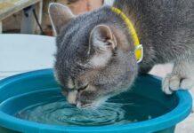 Perché il gatto preferisce bere dalle pozzanghere (e non dalla sua ciotola)