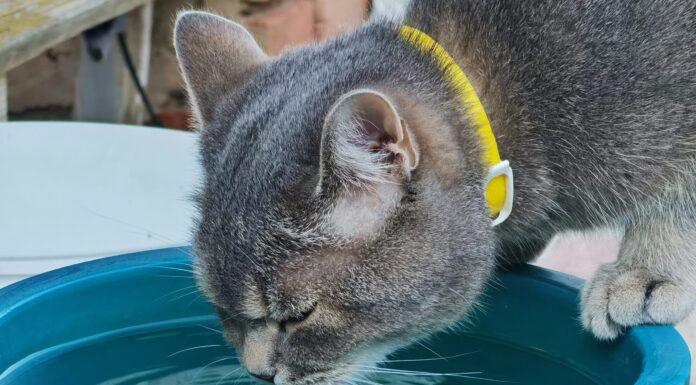 Perché il gatto preferisce bere dalle pozzanghere (e non dalla sua ciotola)