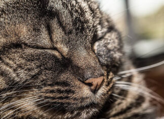 Come comportarsi se il gatto è viziato