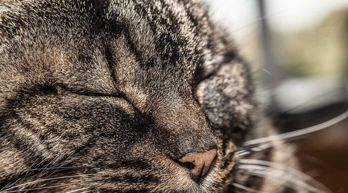 Come comportarsi se il gatto è viziato