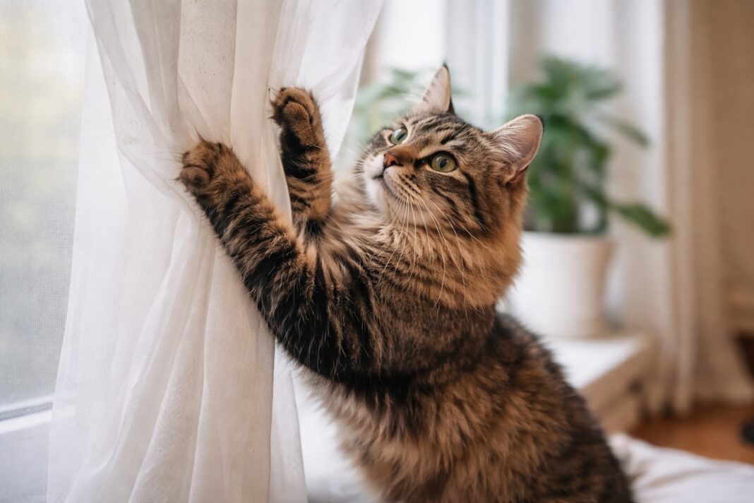Come proteggere tende e tessuti leggeri dalle unghie del gatto Come proteggere tende e tessuti leggeri dalle unghie del gatto