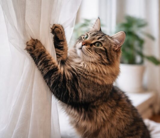 Come proteggere tende e tessuti leggeri dalle unghie del gatto