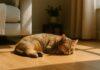 Gatto che cambia posti preferiti per dormire: termoregolazione o sicurezza? Gatto che cambia posti preferiti per dormire