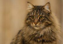 Il linguaggio del gatto: segnali, posture, sguardi e micro-movimenti che dicono tutto Il linguaggio del gatto