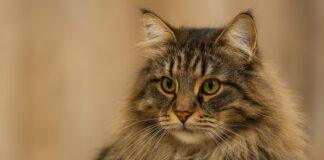 Il linguaggio del gatto: segnali, posture, sguardi e micro-movimenti che dicono tutto Il linguaggio del gatto