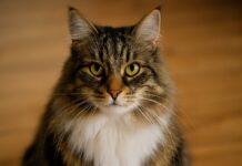 Perché alcuni gatti si arrabbiano quando li guardi negli occhi Perché alcuni gatti si arrabbiano quando li guardi negli occhi