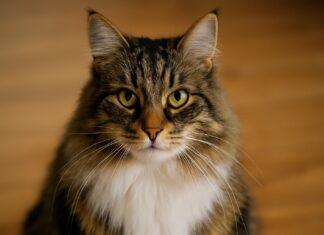 Perché alcuni gatti si arrabbiano quando li guardi negli occhi Perché alcuni gatti si arrabbiano quando li guardi negli occhi