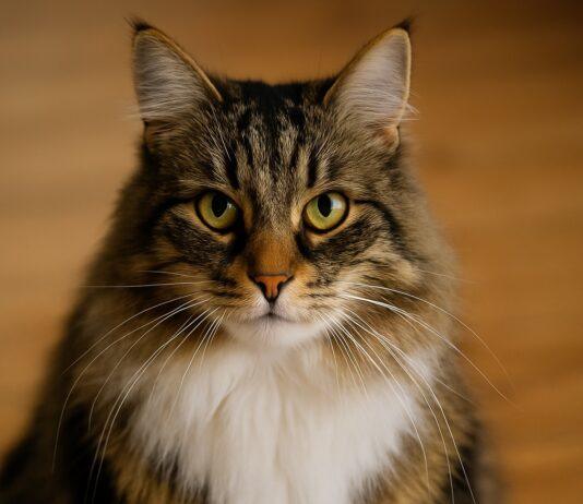 Perché alcuni gatti si arrabbiano quando li guardi negli occhi Perché alcuni gatti si arrabbiano quando li guardi negli occhi