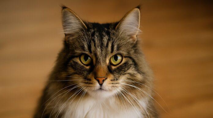 Perché alcuni gatti si arrabbiano quando li guardi negli occhi Perché alcuni gatti si arrabbiano quando li guardi negli occhi