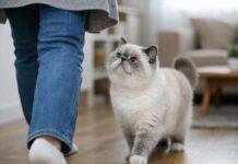 Perché il gatto segue alcune persone e ne ignora altre Perché il gatto segue alcune persone