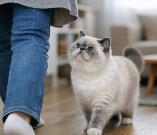 Perché il gatto segue alcune persone e ne ignora altre Perché il gatto segue alcune persone